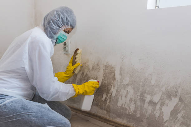 Certified Mold Removal in Coppell, TX