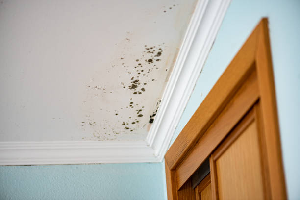 Best Fast Mold Removal  in Coppell, TX
