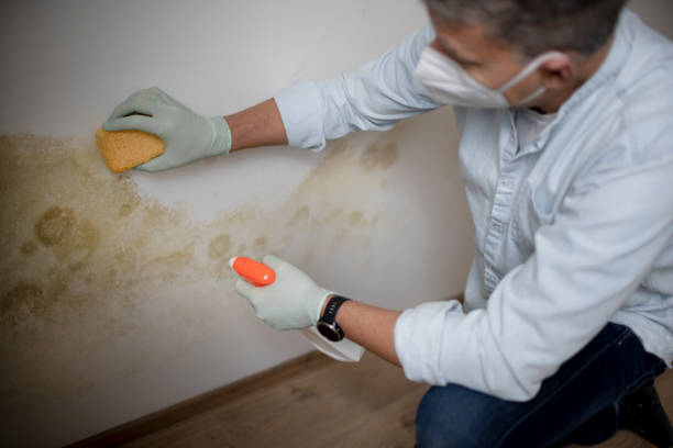 Best Office Mold Removal Services  in Coppell, TX