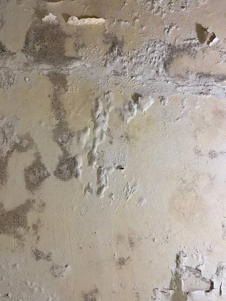 Best Mold Remediation  in Coppell, TX