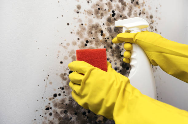 Trusted Coppell, TX Mold Removal Experts