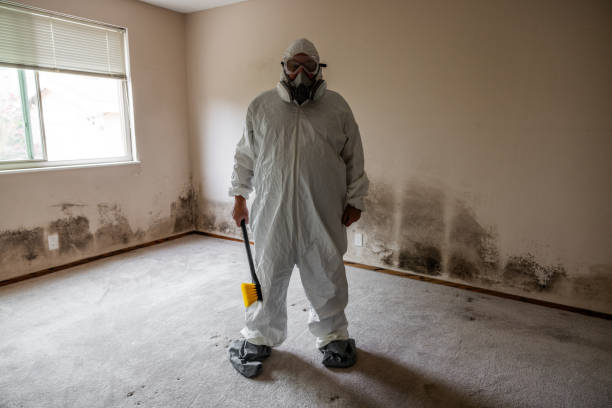Best Certified Mold Removal  in Coppell, TX