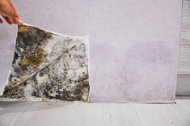 Best Best Mold Removal Companies  in Coppell, TX